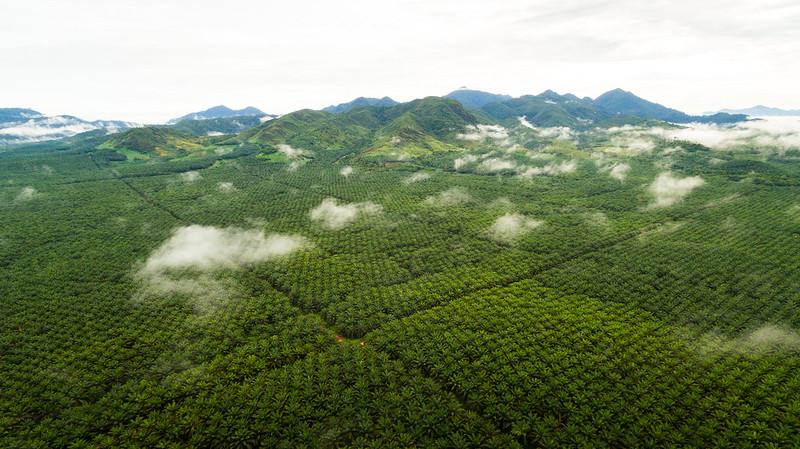What did POC tell us about sustainability and the palm oil sector in 2023?