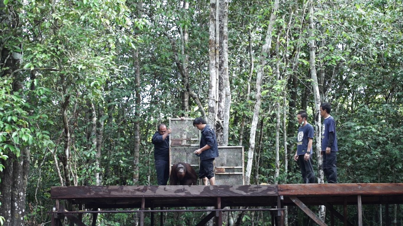 In Photos: Releasing orangutans back to the forest